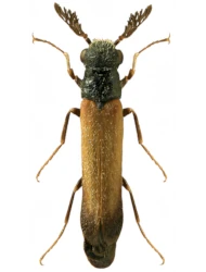 Elateroides flabellicornis (D. H. Schneider, 1791), ♂, 7 - 9 mm