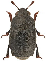 Brachypterolus antirrhini (Murray, 1864)