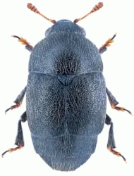 Brachypterolus pulicarius (Linnaeus, 1758)