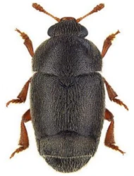 Brachypterolus vestitus (Kiesenwetter, 1850)