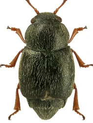 Brachypterus fulvipes (Erichson, 1843)