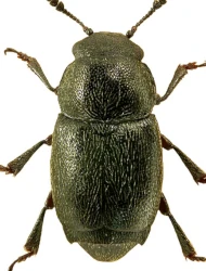 Brachypterus glaber (Newman, 1834)