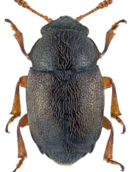Brachypterus urticae (Fabricius, 1792)