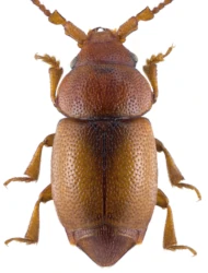 Kateretes pedicularius (Linnaeus, 1758)