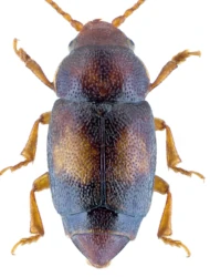 Kateretes pusillus (Thunberg, 1794)