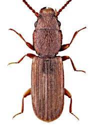 Cryptolestes capensis (Waltl, 1834)