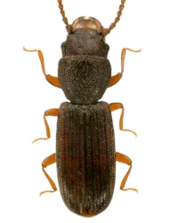 Cryptolestes corticinus (Erichson, 1846)