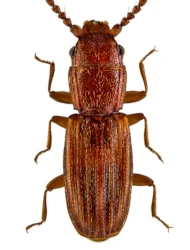 Cryptolestes duplicatus (Waltl, 1839)