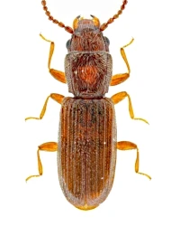 Cryptolestes ferrugineus (Stephens, 1831)