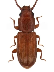 Cryptolestes pusilloides (Steel & Howe, 1952)