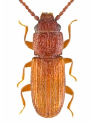Cryptolestes pusillus (Schönherr, 1817), 1.4 - 1.8 mm