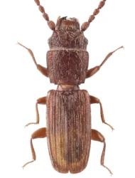 Cryptolestes turcicus (Grouvelle, 1876)