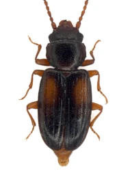 Laemophloeus kraussi (Ganglbauer, 1897)