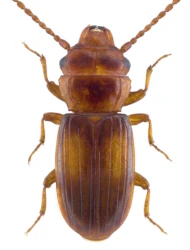 Laemophloeus monilis (Fabricius, 1787)