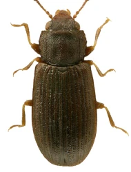 Lathropus sepicola (P. W. J. Müller, 1821)