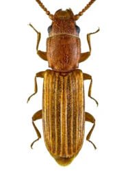Leptophloeus alternans (Erichson, 1846)