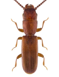 Leptophloeus clematidis (Erichson, 1846)