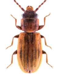 Notolaemus castaneus (Erichson, 1845)