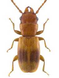 Notolaemus unifasciatus (Latreille, 1804)