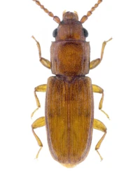 Placonotus testaceus (Fabricius, 1787)