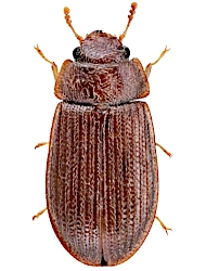 Ancyrona japonica (Reitter, 1889), 3,1 - 4,5 mm