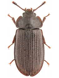 Grynocharis oblonga (Linnaeus, 1758), 5 - 8 mm