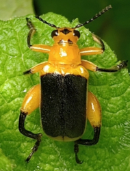 Agathomerus sellatus