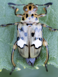 Mastostethus pantherinus