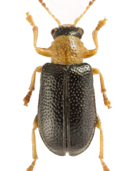 Zeugophora flavicollis (Marsham, 1802)