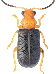 Zeugophora scutellaris (Suffrian, 1840)