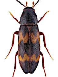 Abdera (Abdera) biflexuosa (Curtis, 1829)