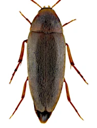 Anisoxya fuscula (Illiger, 1798)