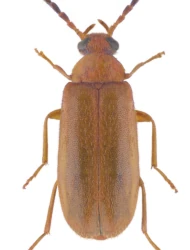 Conopalpus testaceus (G.-A. Olivier, 1790)