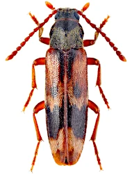 Hypulus quercinus (Quensel, 1790)