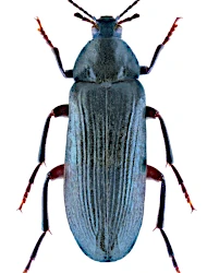 Melandrya (Melandrya) caraboides (Linnaeus, 1760)