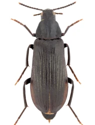 Melandrya (Paramelandrya) dubia (Schaller, 1783)