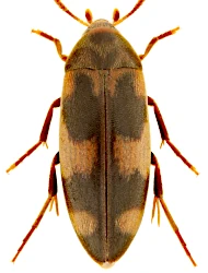 Orchesia (Clinocara) fasciata (Illiger, 1798)
