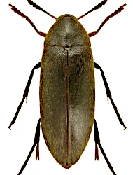 Orchesia (Orchesia) fusiformis (Solsky, 1871)