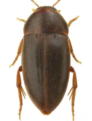 Orchesia (Clinocara) grandicollis (Rosenhauer, 1847)