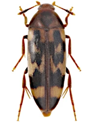Orchesia (Clinocara) undulata (Kraatz, 1853)