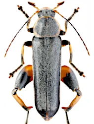 Osphya bipunctata (Fabricius, 1775)