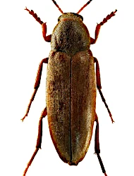 Phloiotrya (Phloiotrya) rufipes (Gyllenhal, 1810)