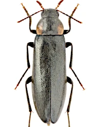 Phryganophilus (Phryganophilus) auritus (Motschulsky, 1845)