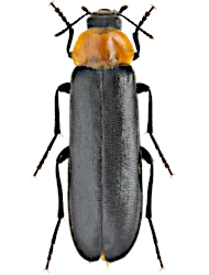 Phryganophilus (Phryganophilus) ruficollis (Fabricius, 1798)