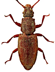 Monotoma angusticollis (Gyllenhal, 1827)