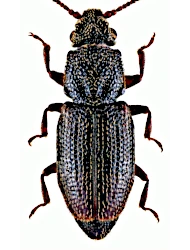 Monotoma brevicollis brevicollis (Aubé, 1837)