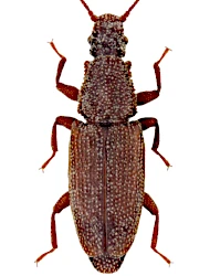 Monotoma conicicollis (Chevrolat, 1837)