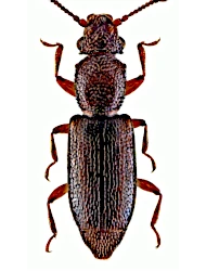 Monotoma longicollis (Gyllenhal, 1827)