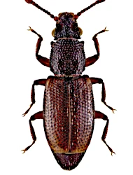 Monotoma picipes (Herbst, 1793)