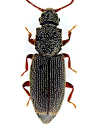 Monotoma quadricollis (Aubé, 1837)